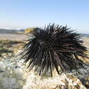 Image of Black Sea urchin