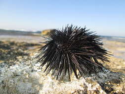 Image of Black Sea urchin