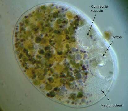 Слика од Nassulidae