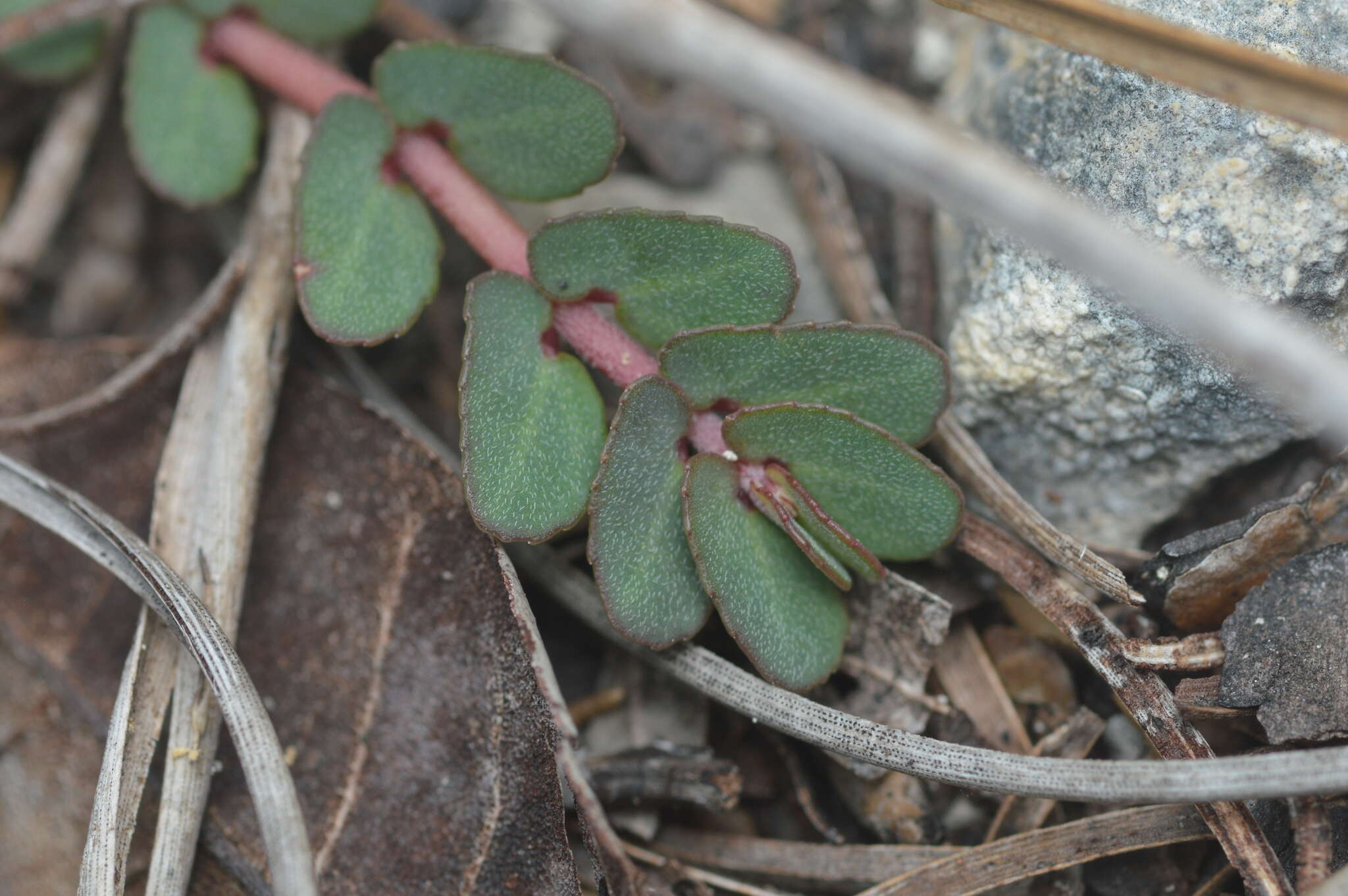 Euphorbia pergamena Small resmi