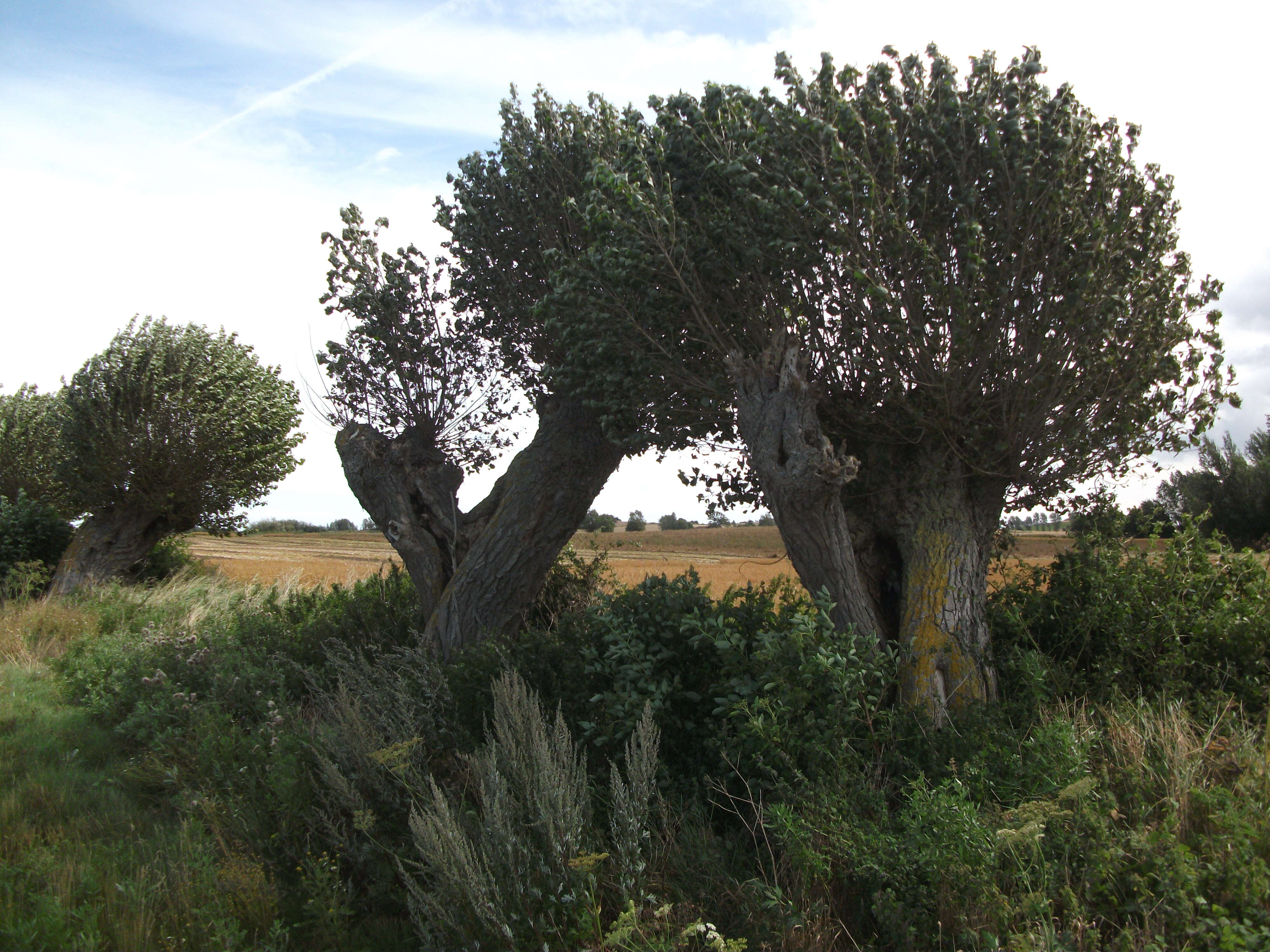 Image of Carolina poplar