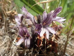 Imagem de Aphyllon californicum subsp. californicum