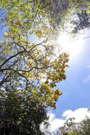 صورة Handroanthus cristatus (A. H. Gentry) S. O. Grose