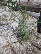 Image of Tragopogon borystenicus Artemczuk