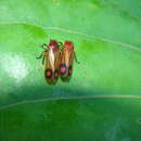 Image of Neosphenorhina curvipenis Carvalho & Webb 2004