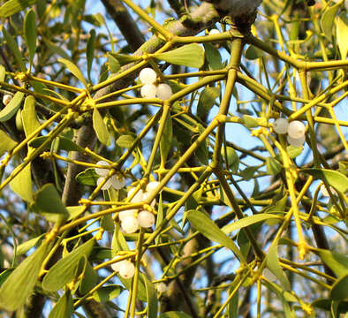 Image of European mistletoe