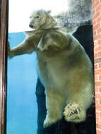 Imagem de urso-polar