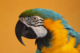 Image of Blue-and-yellow Macaw