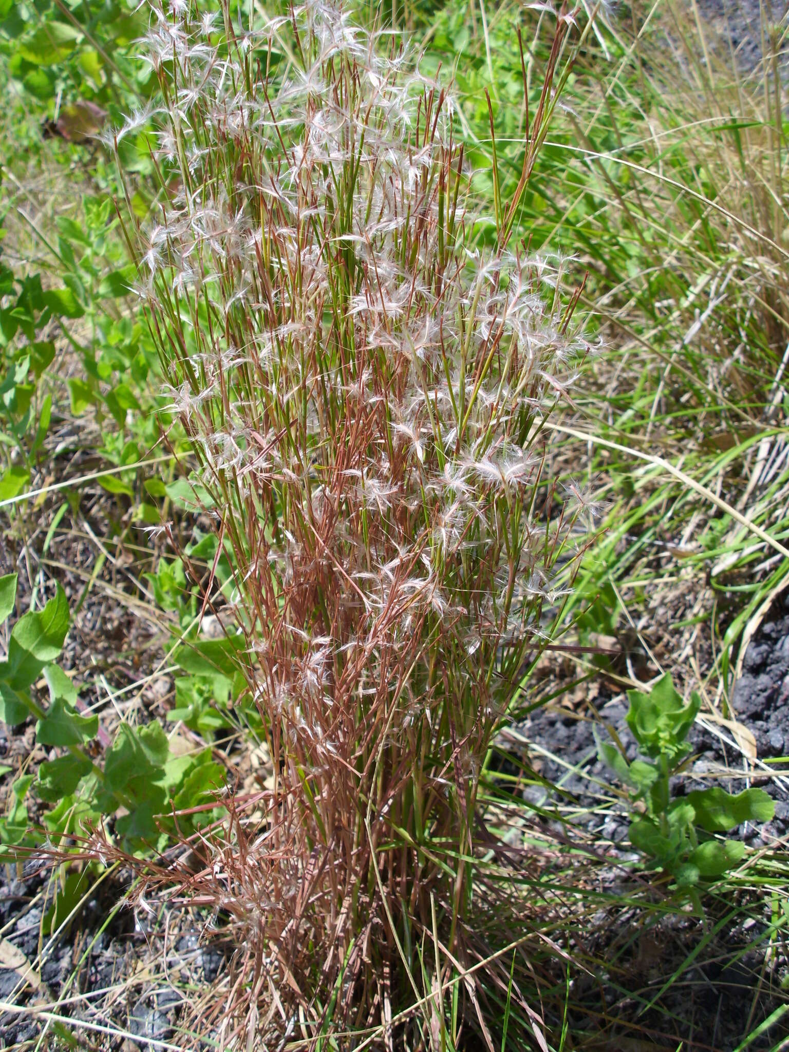Image of Schizachyrium spicatum (Spreng.) Herter