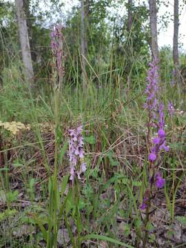 Imagem de Dactylorhiza elata subsp. sesquipedalis (Willd.) Soó