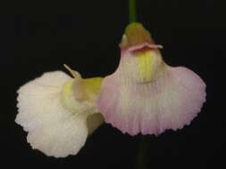 Image of Utricularia rostrata A. Fleischm. & Rivadavia