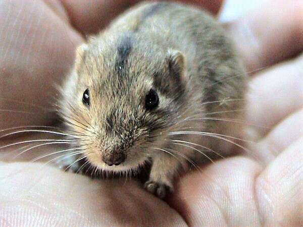 Image of STEPPE LEMMING