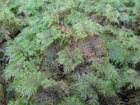 Image of hylocomium feather moss