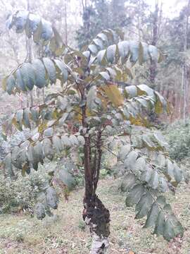 Image of Parasol tree