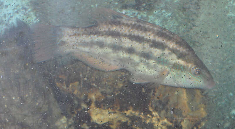 Image of Five-spotted Wrasse