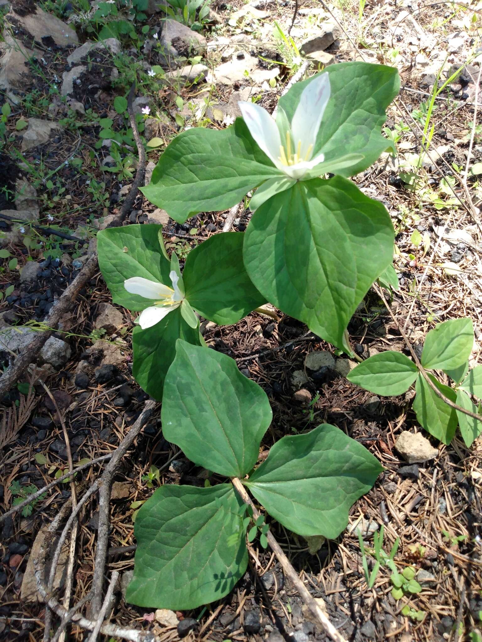 صورة Trillium albidum subsp. albidum