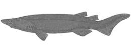 Image of Prickly Shark