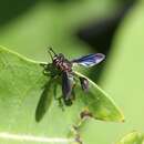 Imagem de Physocephala floridana Camras 1957