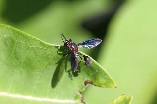 Image of Physocephala floridana Camras 1957