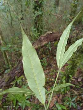 Lasianthus japonicus Miq. resmi