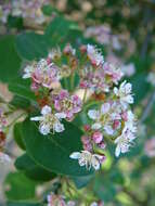 Image of lavander rose