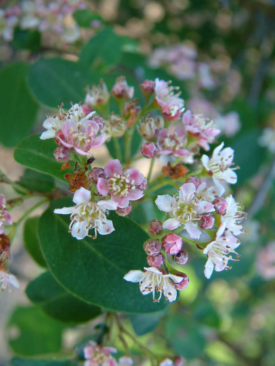 Image of lavander rose