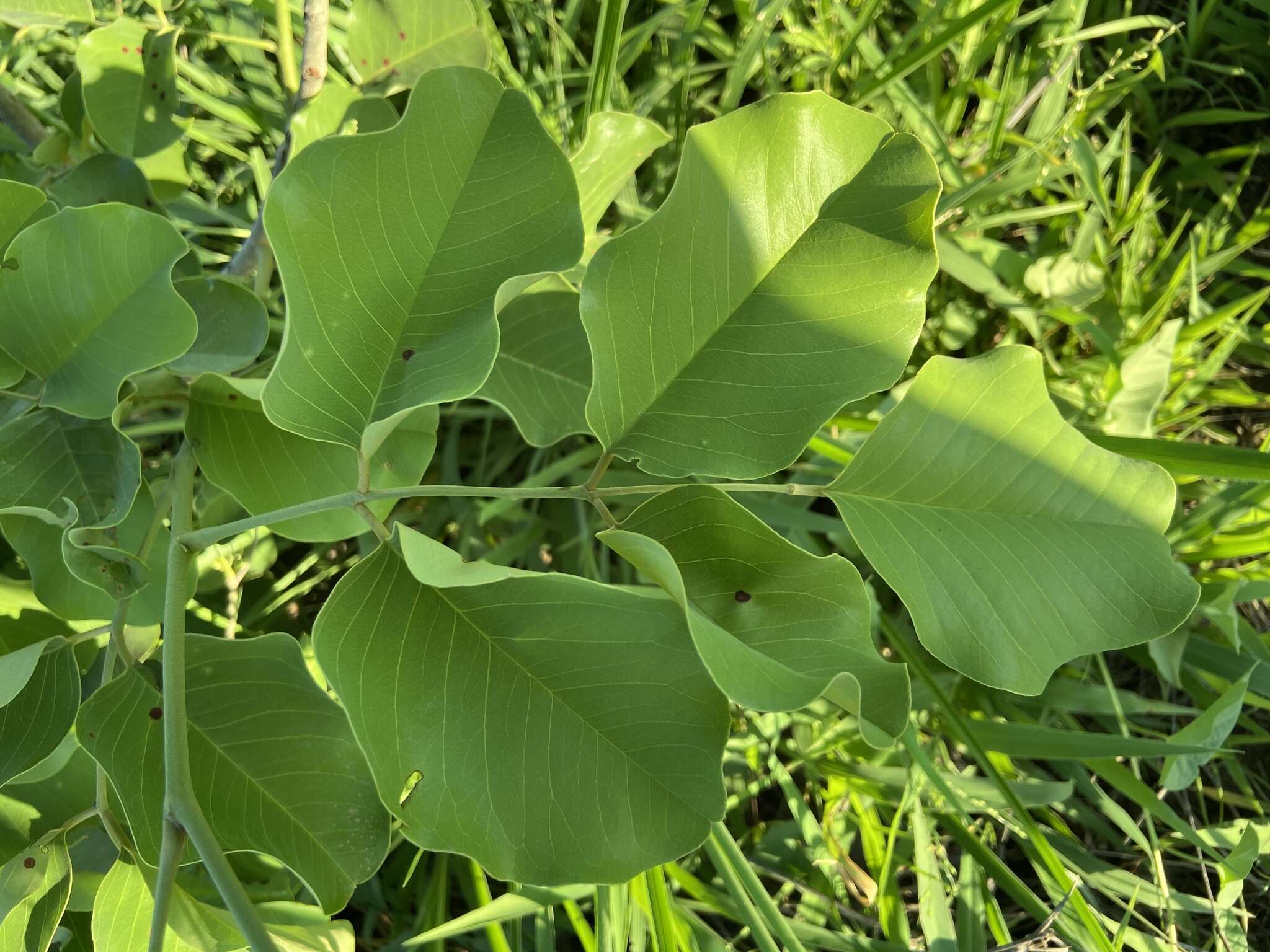 Imagem de Pterocarpus rotundifolius subsp. rotundifolius