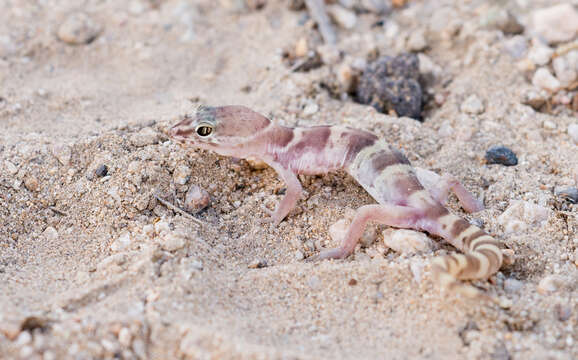 Image of Western Banded Gecko