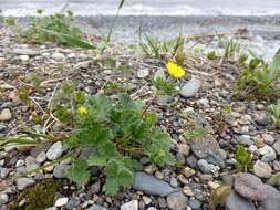 Image of strawberry cinquefoil