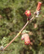 Image of Hermannia pulverata Andr.