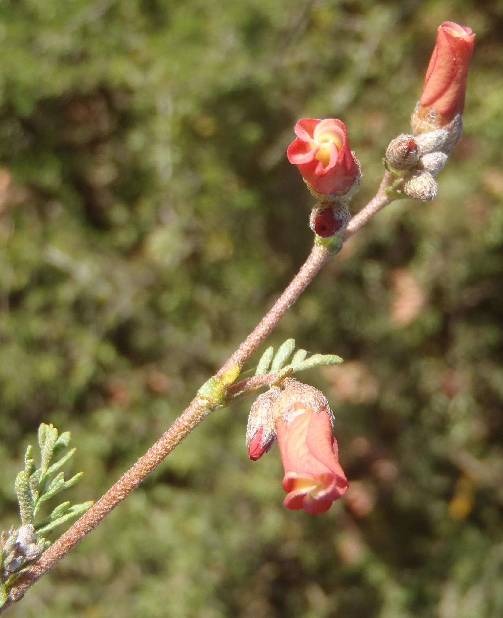 Image of Hermannia pulverata Andr.