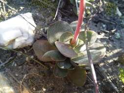 Image of Crassula werneri N. H. G. Jacobsen