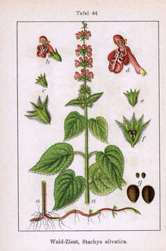 Image of hedge nettle