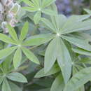 Imagem de Lupinus polyphyllus subsp. polyphyllus