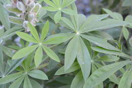 Plancia ëd Lupinus polyphyllus subsp. polyphyllus