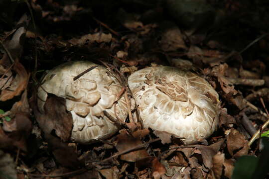 Слика од Agaricus subfloccosus (J. E. Lange) Hlaváček 1951