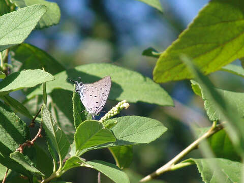 Imagem de Pseudolycaena marsyas (Linnaeus 1758)