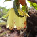 Image of Dubouzetia caudiculata Sprague