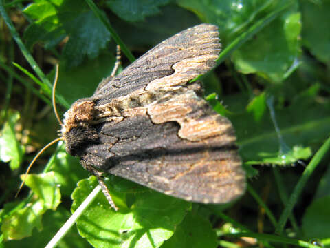 Image de noctuelle hérissée