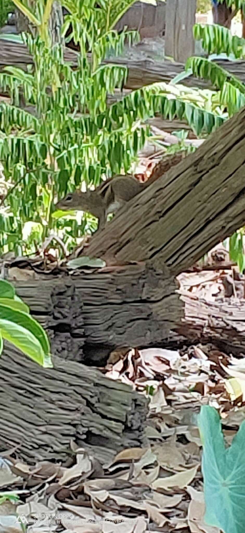 Image of Indochinese Ground squirrel