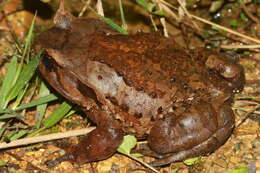 Image of Megophrys intermedia Smith 1921