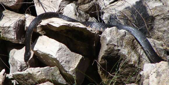 Image of Central American Indigo Snake