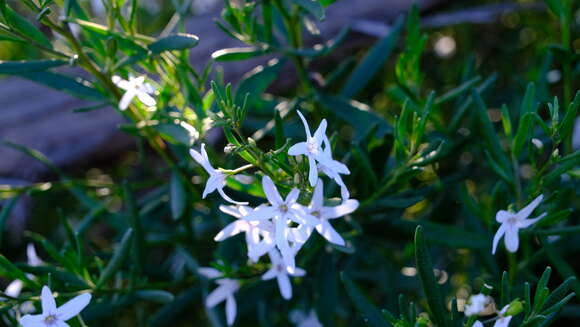 Image of Cyphanthera racemosa (F. Müll.) L. Haegi