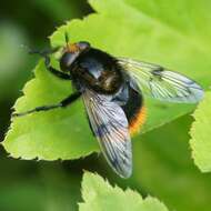 Volucella bombylans (Linnaeus 1758) resmi