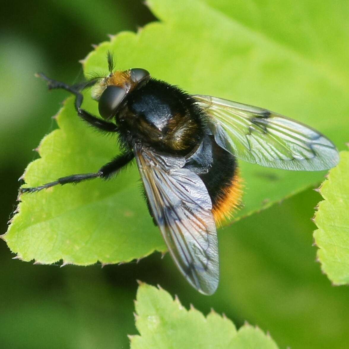 Volucella bombylans (Linnaeus 1758) resmi