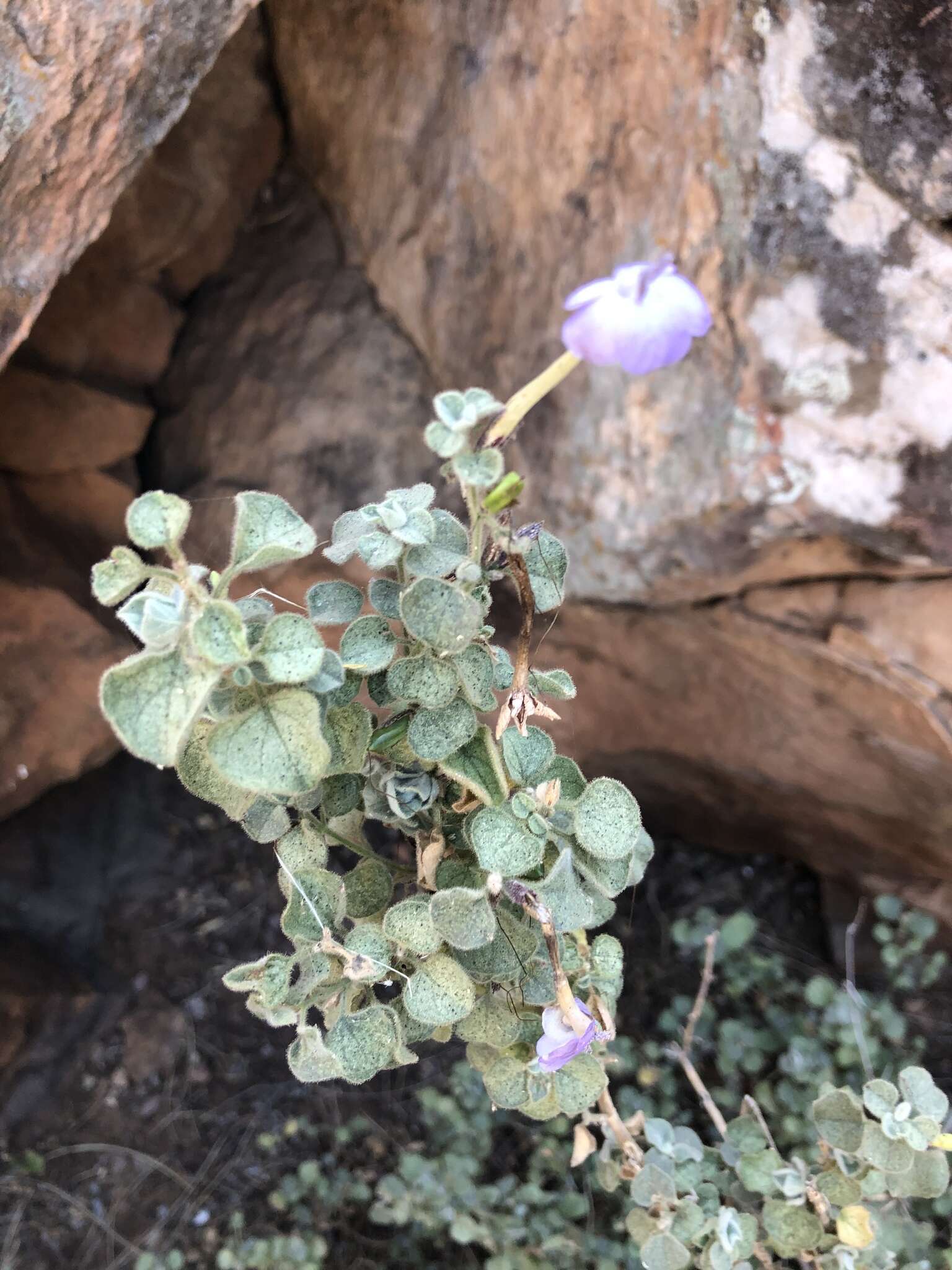 Image of Barleria heterotricha Lindau