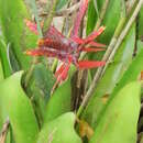 Слика од Aechmea tillandsioides (Mart. ex Schult. & Schult. fil.) Baker