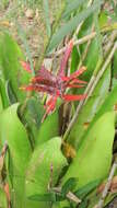 Image of Aechmea tillandsioides (Mart. ex Schult. & Schult. fil.) Baker