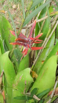 Слика од Aechmea tillandsioides (Mart. ex Schult. & Schult. fil.) Baker