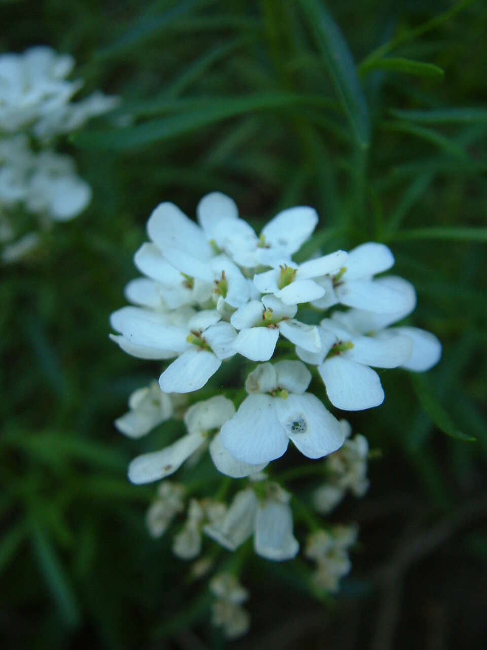 Plancia ëd Iberis sempervirens L.